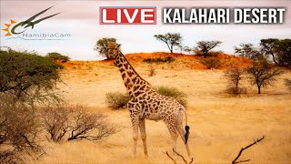 Namibia Live stream in the Kalahari Desert Namibia [upl. by Cora840]