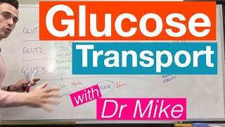 Glucose Transport  Metabolism [upl. by Lauryn]