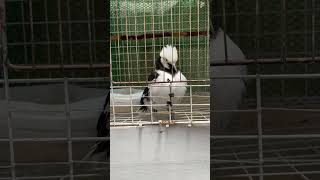 blackcollared starling smart shortvideo shortsfeed shorts viralvideo viralshort animalsvideo [upl. by Nawor]