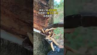 THIS IS HOW NATURAL RUBBER IS EXTRACTED [upl. by Eben]