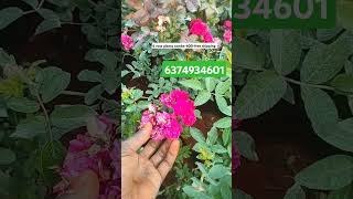 6 rose combo 6374934601 saihitechnursery diwaligreetings [upl. by Teryl]