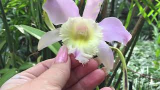 Rhyncholaelia Digbyana x Cattleya Loddigessii [upl. by Richer611]