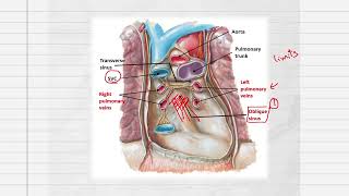 Pericardium Anatomy CVS [upl. by Trahurn345]