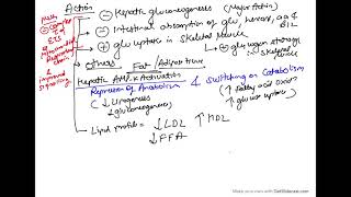 Metformin or Biguanides pharmacology  Mechanism of Action  class 1 [upl. by Zosima]