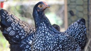 17 chicks out of 30 fertile german double silver laced barnevelder chicken eggs [upl. by Urata175]