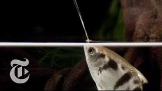 A Fish That Spits With Perfect Aim Archerfish in Action  ScienceTake  The New York Times [upl. by Nnaeiluj967]