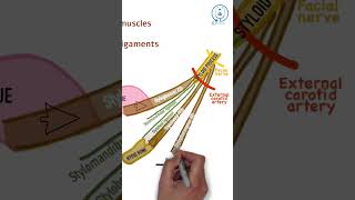 Styloid process  NEET PG  INICET  MBBS ANATOMY LECTURES [upl. by Isabea]