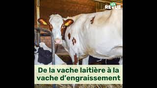 De la vache laitièreà la vache d’engraissement [upl. by Trovillion]