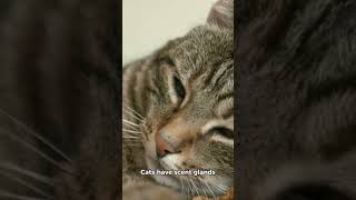 2 surprising facts about cats [upl. by Weixel]