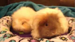 Texel guinea pigs Breed information and care tips [upl. by Sirovat]