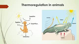 Thermoregulation in Plants and Animals Lecture  12 [upl. by Eikcir]