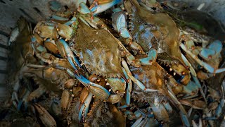 2 Hours of CRAB CATCH and COOKS  Loading up on BLUE CRABS [upl. by Heywood]