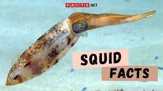 Squid Facts  More About The Giant Squids and Colossal Squids [upl. by Aikemaj265]