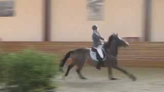 Horse Knocks off Rider and Finishes Competition Alone [upl. by Nai524]