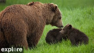 Kats River View  Katmai National Park Alaska powered by EXPLOREorg [upl. by Gardiner]