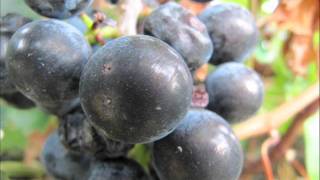 Desarrollo del Racimo de Uvas  Bodegas Urbina [upl. by Marcy323]