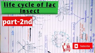 lac culture part2 lac insect  life cycle of lac insect  general characters of lac culture [upl. by Yesrej]