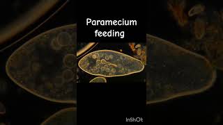 Paramecium feeding under microscope protista paramecium feeding species classification [upl. by Morril683]