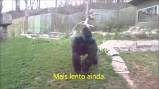 Gorila quebra vidro de proteção em zoológico [upl. by Lyret236]