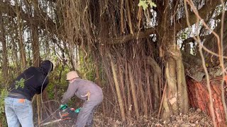 Cut large trees growing dangerously in abandoned houses  Clean up abandoned houses [upl. by Atcele212]