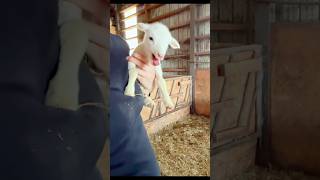 cute lamb videos 🐑 cute sheep videos cutesheep babylamb babysheep sheep sheepvideosforkids [upl. by Onairpic]