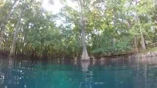 Swimming at Manatee Springs State Park [upl. by Dagny63]