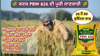 Full details of PBW 826 Wheat Seed  ਕਣਕ PBW 826 ਦੀ ਪੂਰੀ ਜਾਣਕਾਰੀ [upl. by Niar]