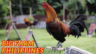 Show Beautiful Birds  Big Farm Philippines BABONGAN FARM Beautiful Chicken [upl. by Elboa]