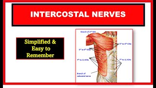 Intercostal nerves  Typical and Atypical intercostal nerves  Thorax anatomy [upl. by Astri]