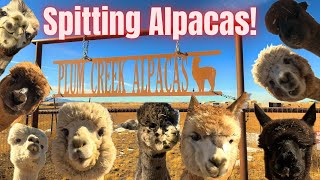 Feeding Spitting Alpacas Plum Creek Alpacas Prescott Arizona [upl. by Campagna]