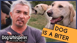 Cesar Millan Gets Bitten By Dog  Season 9 Episode 12  Dog Whisperer [upl. by Hoag]