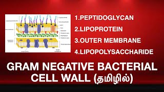 GRAM NEGATIVE BACTERIAL CELL WALL STRUCTURE  lipoprotein lipopolysaccharide outer membrane TAMIL [upl. by Lasala621]