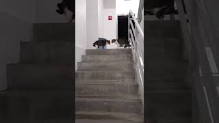 Woman runs into two cats having the ultimate stand off [upl. by Nosiddam689]