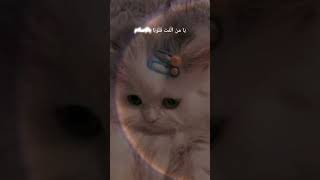 Islamic Arabic ghazal  cute cat 🐈islam islamicmusic islamic status shorts short shortvideo [upl. by Hurlbut492]