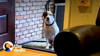 Terrified Rescue Pittie Gets Surprised With A Special Delivery  The Dodo Pittie Nation [upl. by Flinn]