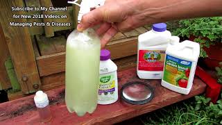 Managing Chewing Garden Insects with the Right Neem Oil Cabbage Loopers Recipes amp Alternatives [upl. by Enileoj]