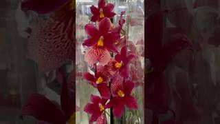 💙💛Beautiful Miltonia Cymbidium Oncidium Odontoglossum💚🤩exotic orchids Епіцентр на Григоренка 40 [upl. by Anerbes731]