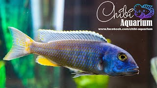 Buccochromis Spectabilis Breeding Group [upl. by Ashatan575]