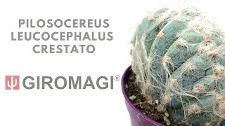 Pilosocereus leucocephalus crestato from GIROMAGI ITALY [upl. by Flan]