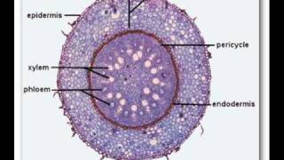 Plants Structure Transport and Xerophytic adaptations [upl. by Bjorn]