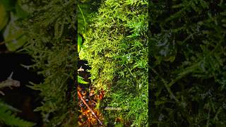 DIY waterfall and green moss shot effect 🎥📱videography nature video cinematic shorts [upl. by Palermo]