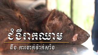 Parvo in Dog is a highly contagious virus ជំងឺរាកឈាម របស់ឆ្កែ [upl. by Eerdua]