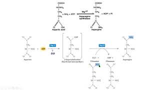 Mechanism of action of LAsparaginase chemotherapy [upl. by Rodl]