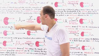 Fatty Acid Synthesis [upl. by Parrott]