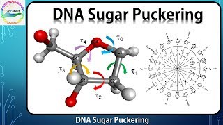 DNA sugar puckering [upl. by Egroeg]