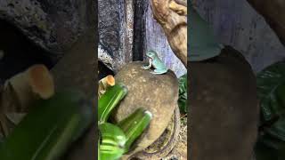 Cutest frog ever cuteanimals treefrogs youtubeshorts paludarium [upl. by Kendall781]