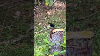 Tachyphonus rufustangara negra Cyanocorax yncascarriqui wildlife birds animals thanks4u👍subsc [upl. by Vandyke]