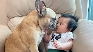 My Dogs Fall In Love With Our Baby  The Full Story [upl. by Artap]