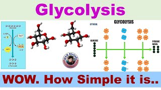 Glycolysis Aerobic Cellular respiration  Biochemistry  HSR Bioinfo [upl. by Daukas760]