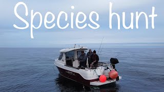 Sea Fishing Uk  small boat fishing species hunt BIG and little fish Arvor230 [upl. by Farrell]